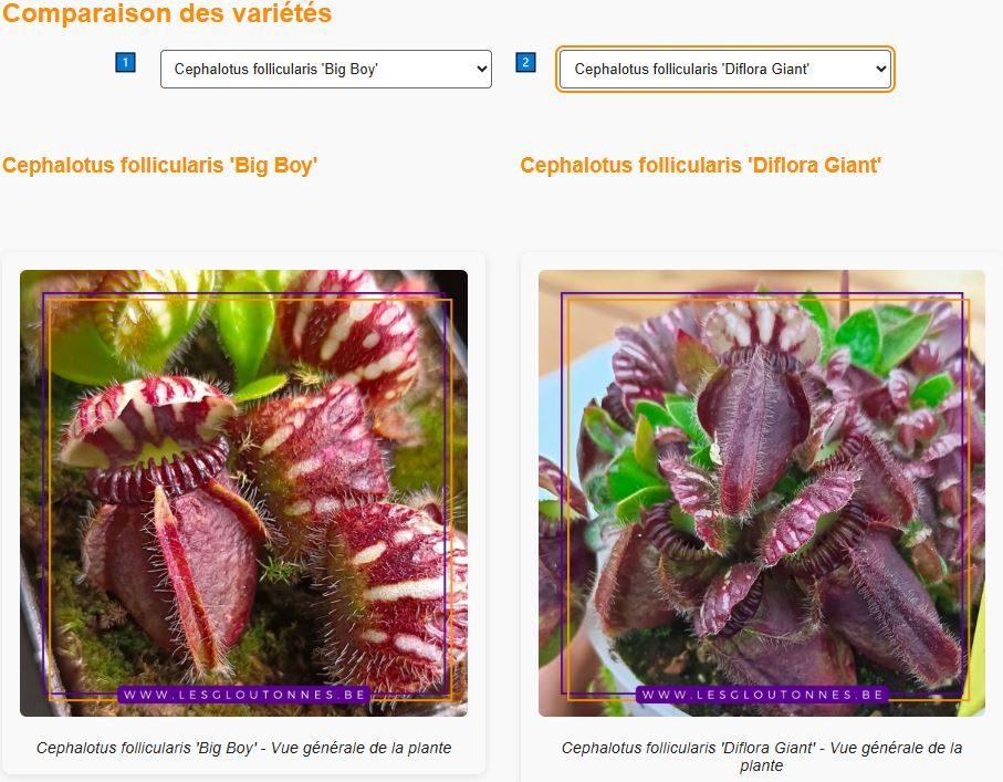 Application guide de culture pour Cephalotus follicularis