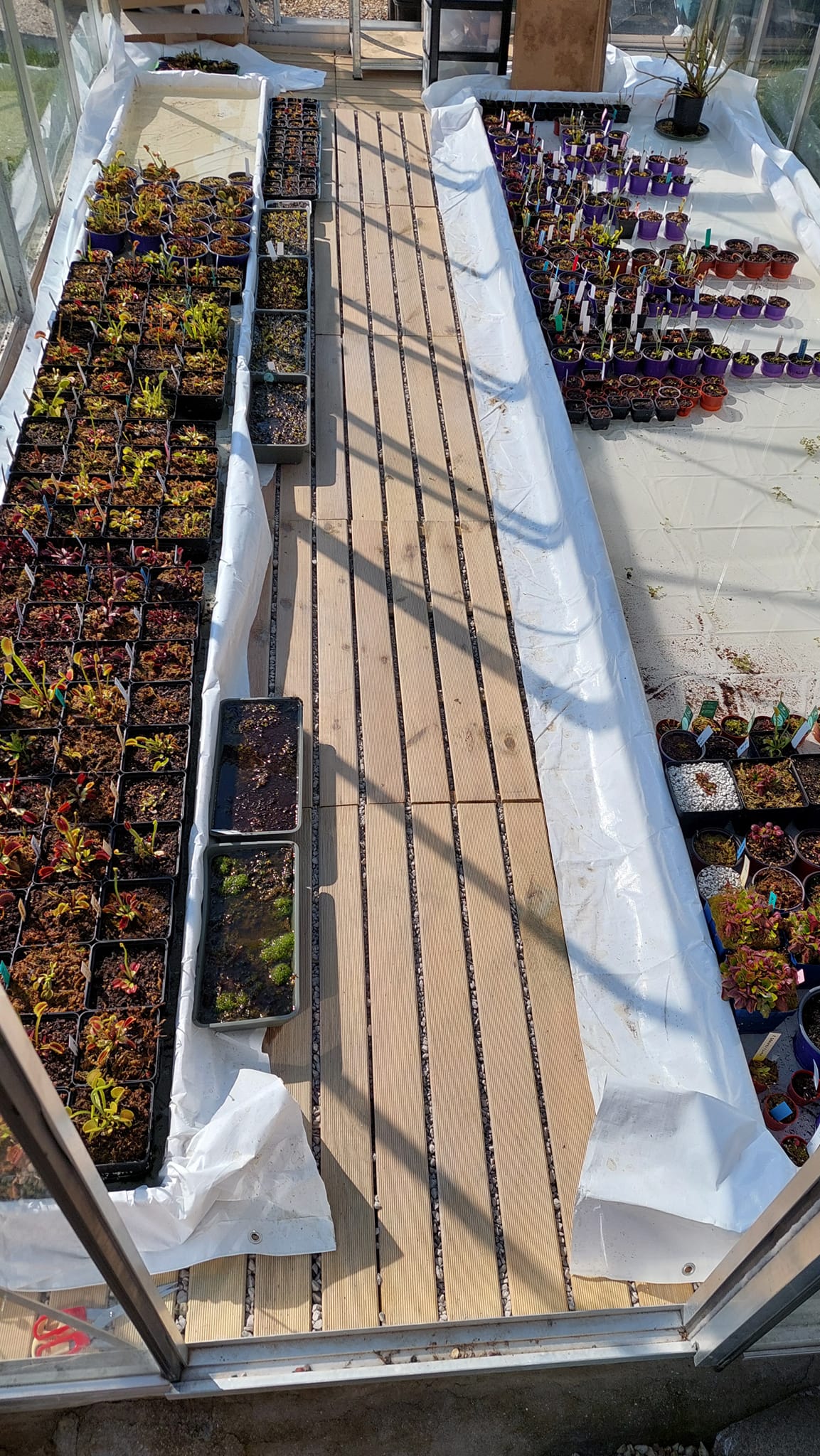 Serre des Gloutonnes avec collection de plantes carnivores Dionaea et Sarracenia