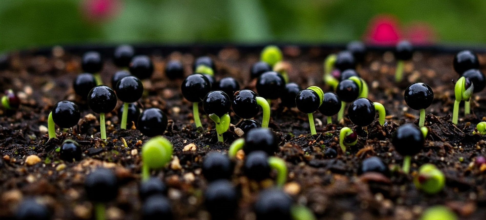 Conseils personnalisés pour plantes carnivores