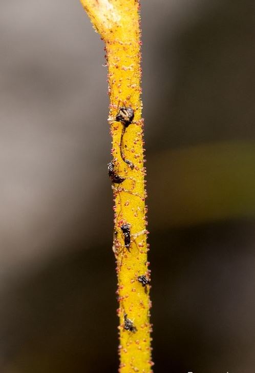Gros plan sur les tiges glandulaires de Triantha occidentalis