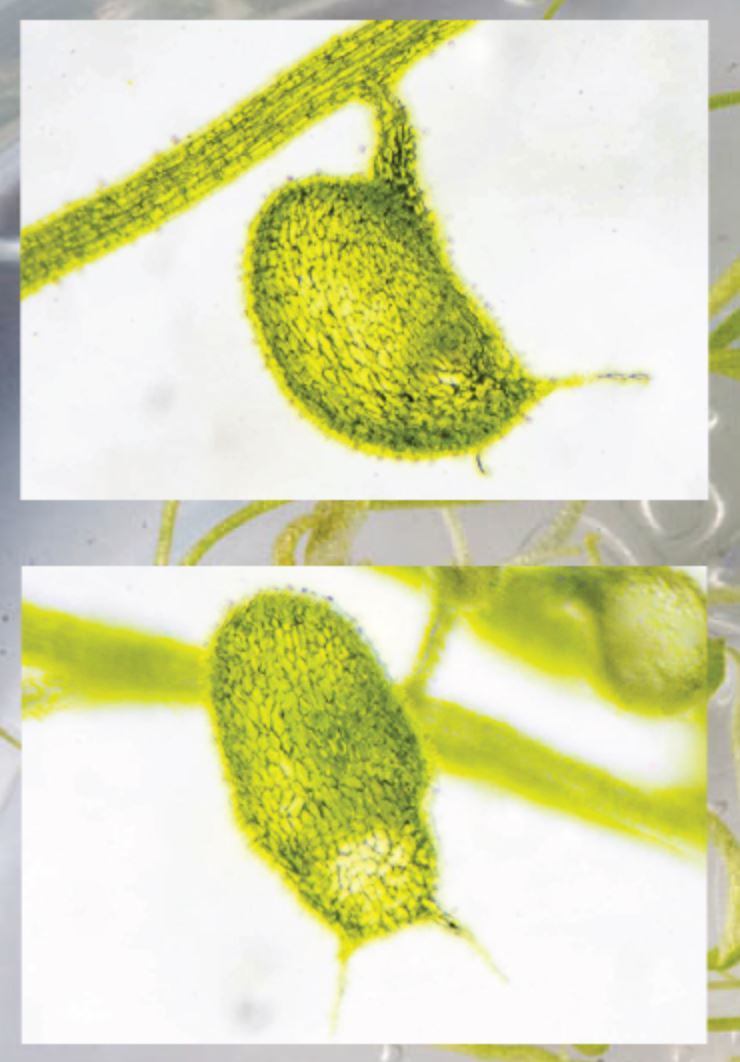 Mécanisme de piégeage de l'Utricularia