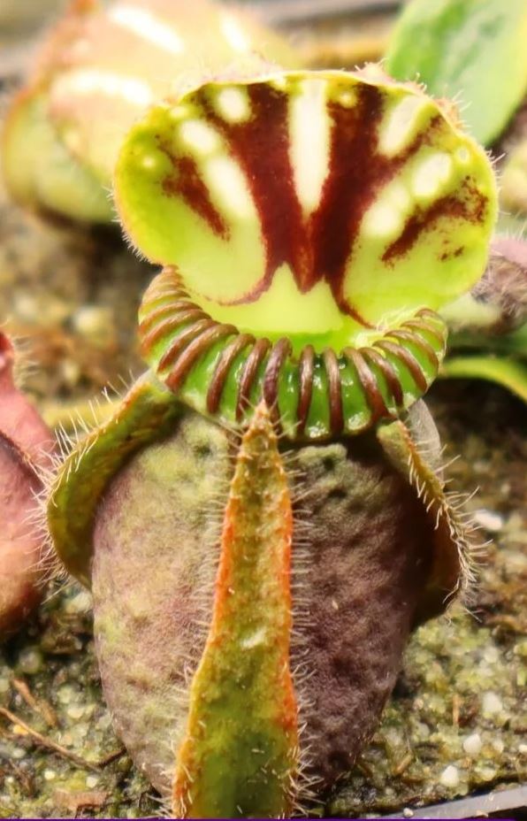 Cephalotus follicularis
