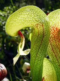 Darlingtonia californica