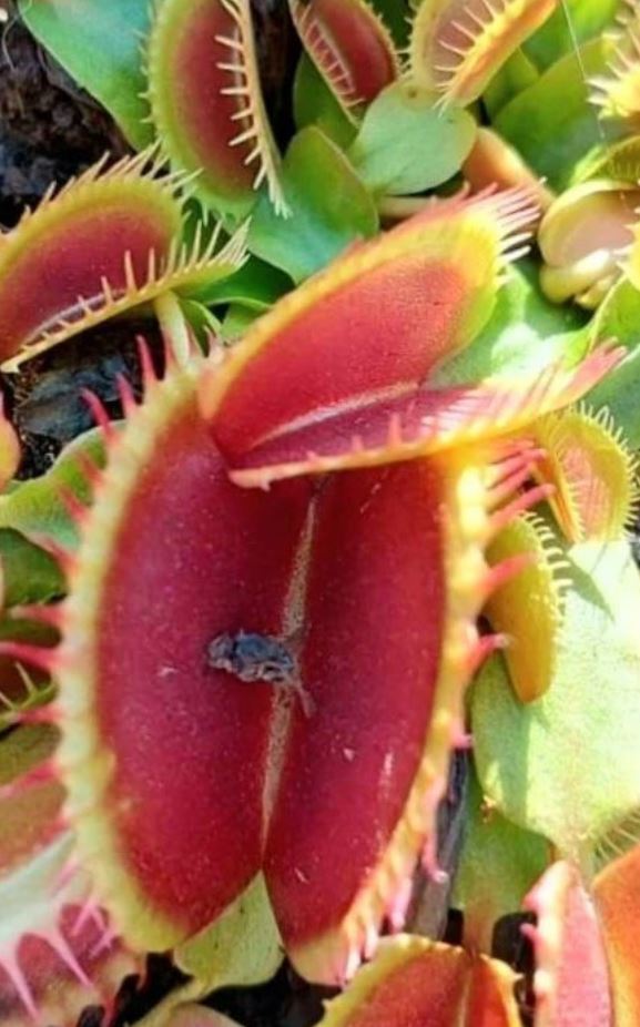 Dionaea muscipula - plante attrape-mouches - guide de culture
