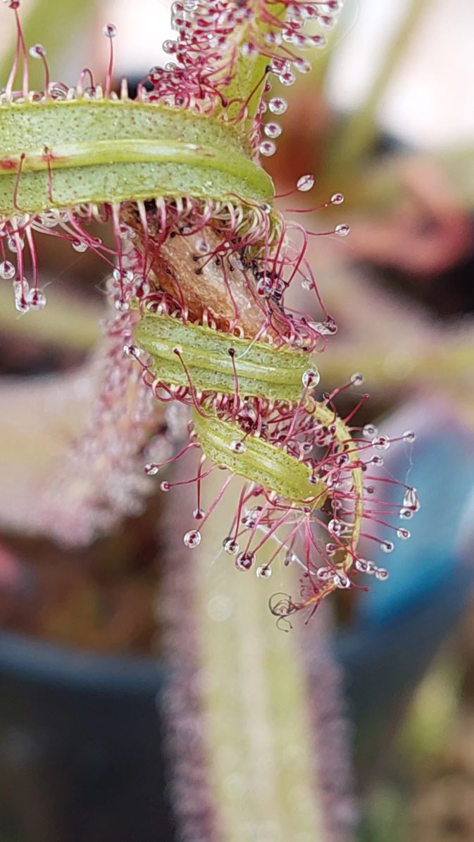 Drosera