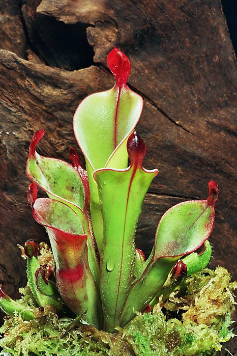 Heliamphora