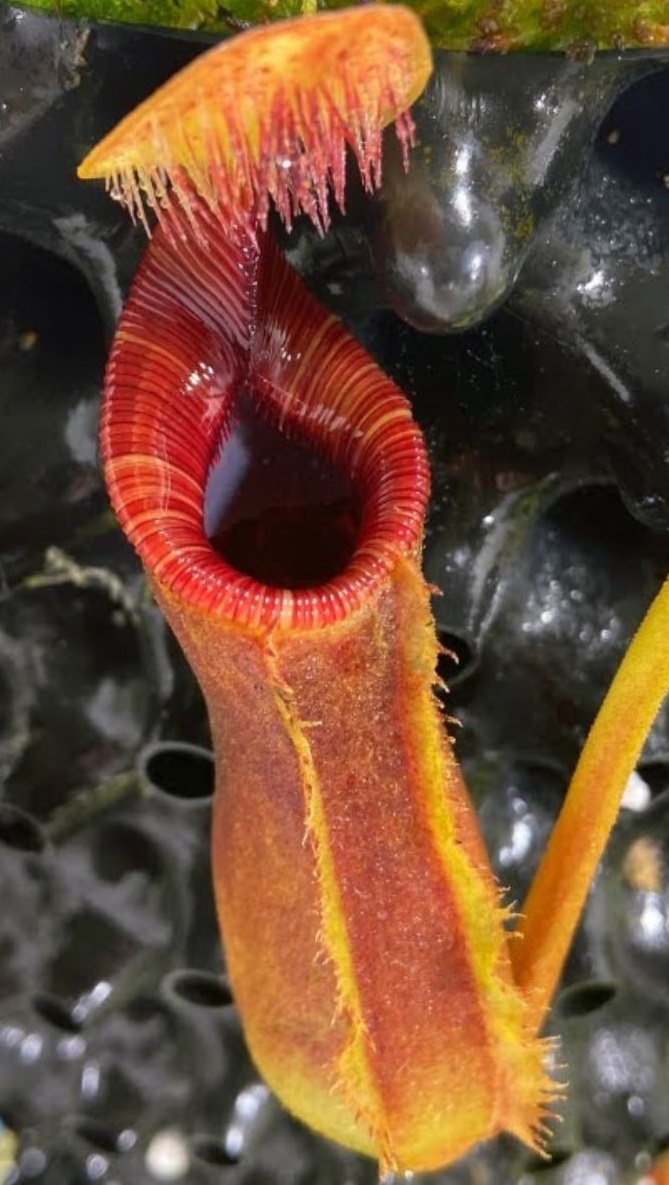 Nepenthes