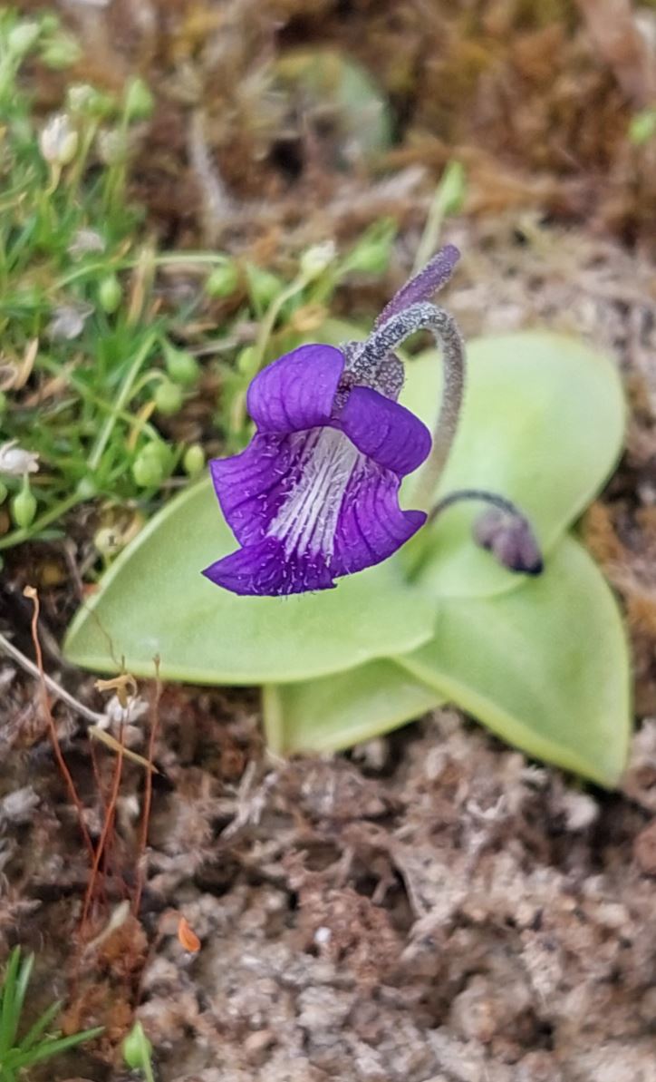 Pinguicula