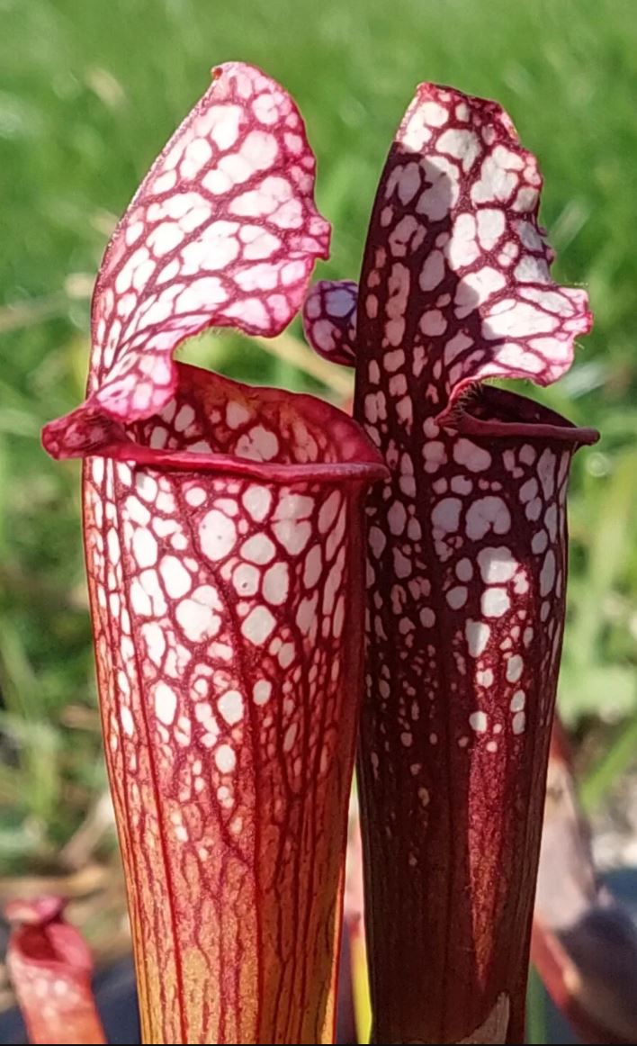 Sarracenia - plantes trompettes - guide de culture