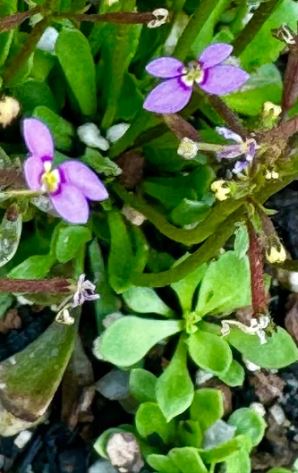 Stylidium