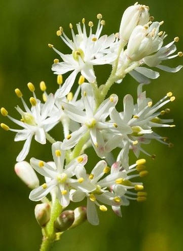 Triantha occidentalis
