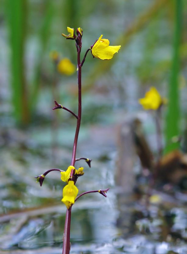 Utricularia